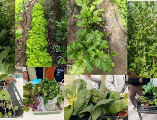 Horta Escolar em crescimento  Colheitas, feirinhas e compostagem marcam o sucesso do projeto.